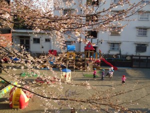 桜の木と元気いっぱいの子ども達！